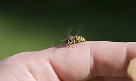 Bee Sting Allergy Treatment in Clifton, NJ